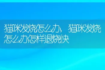 猫咪发烧怎么办，猫咪发烧怎么办怎样退烧快