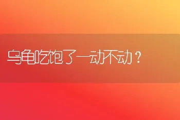 乌龟吃饱了一动不动？