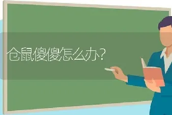 仓鼠傻傻怎么办？