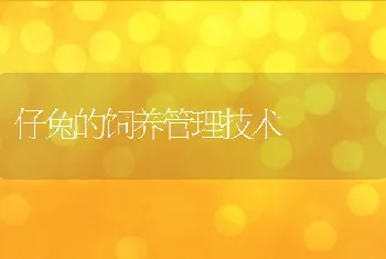 仔兔的饲养管理技术