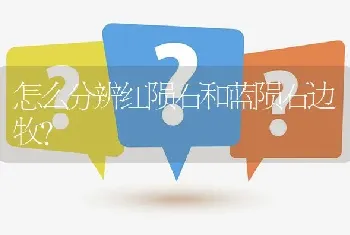 怎么分辨红陨石和蓝陨石边牧？