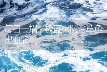 每日一招：板蓝根防治草鱼出血病