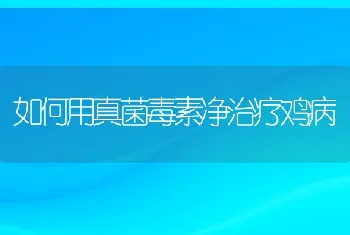 如何用真菌毒素净治疗鸡病