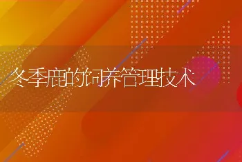 冬季鹿的饲养管理技术