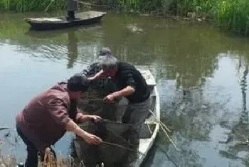 小龙虾怎么提高捕捞量及效率？地笼捕捞方法技巧要点