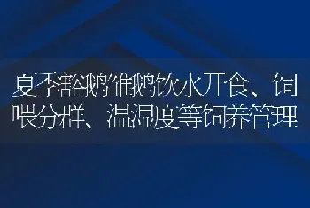 夏季豁鹅雏鹅饮水开食、饲喂分群、温湿度等饲养管理