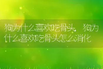 狗为什么喜欢吃骨头，狗为什么喜欢吃骨头怎么消化