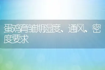 蛋鸡育雏期湿度、通风、密度要求