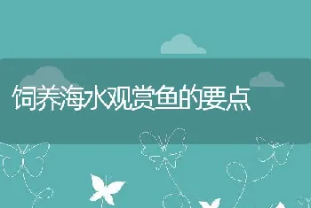 饲养海水观赏鱼的要点