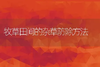 暗室养蜂新技术