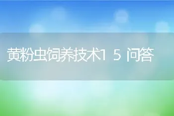 黄粉虫饲养技术15问答