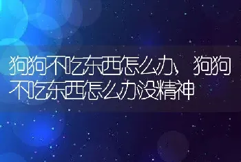 狗狗不吃东西怎么办，狗狗不吃东西怎么办没精神