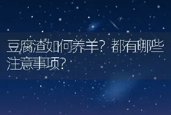 豆腐渣如何养羊？都有哪些注意事项？