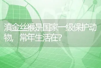 滇金丝猴是国家一级保护动物,常年生活在？