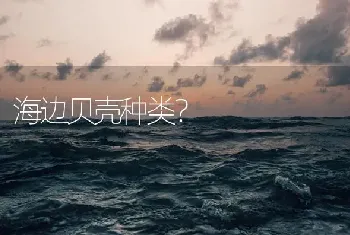 海边贝壳种类？