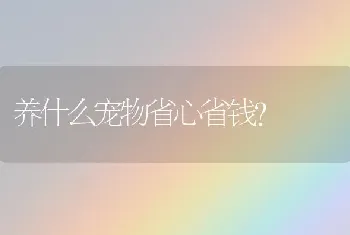 养什么宠物省心省钱？