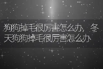 狗狗掉毛很厉害怎么办，冬天狗狗掉毛很厉害怎么办