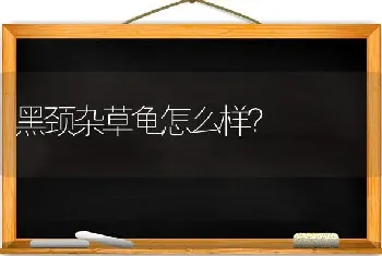 黑颈杂草龟怎么样？