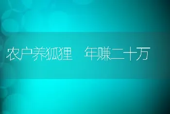 农户养狐狸 年赚二十万