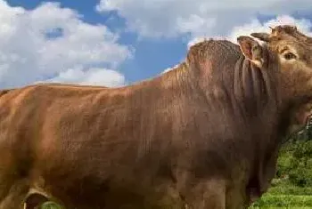 肉牛品种常见的有哪些？