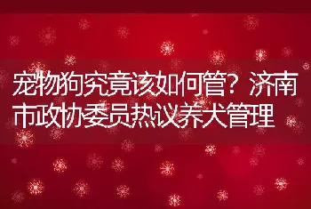 宠物狗究竟该如何管？济南市政协委员热议养犬管理