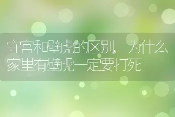 守宫和壁虎的区别，为什么家里有壁虎一定要打死