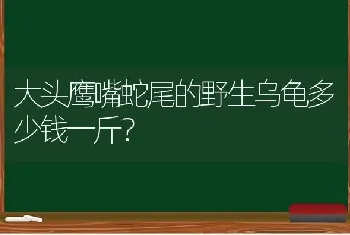 大头鹰嘴蛇尾的野生乌龟多少钱一斤？