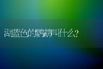 湖蓝色的鹦鹉叫什么？