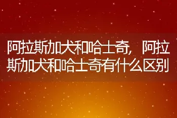 阿拉斯加犬和哈士奇，阿拉斯加犬和哈士奇有什么区别