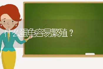 刚破蛋的小鳄龟体长多少？