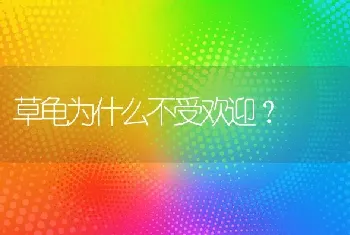 草龟为什么不受欢迎？