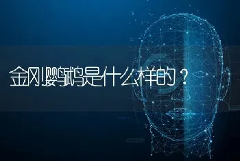 金刚鹦鹉是什么样的？