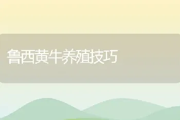 鲁西黄牛养殖技巧