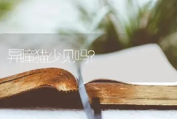 异瞳猫少见吗？