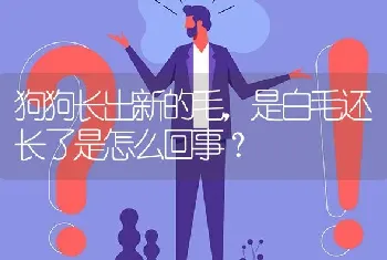 狗狗长出新的毛，是白毛还长了是怎么回事？