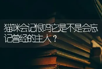 猫咪会记恨吗它是不是会忘记曾经的主人？