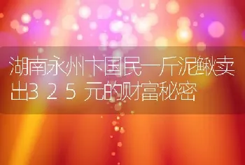 湖南永州卞国民一斤泥鳅卖出325元的财富秘密