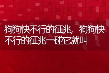 狗狗快不行的征兆，狗狗快不行的征兆一碰它就叫