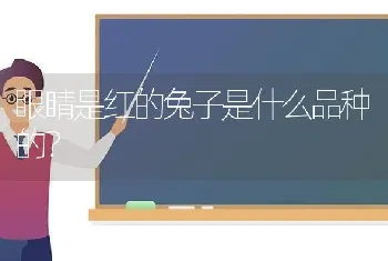 眼睛是红的兔子是什么品种的？