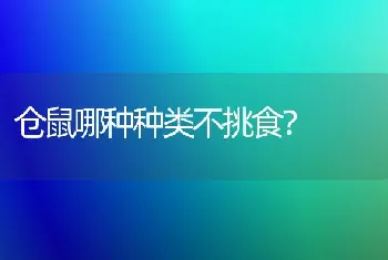 仓鼠哪种种类不挑食？