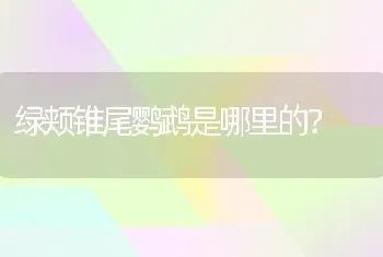 纯白色的狗有什么品种？