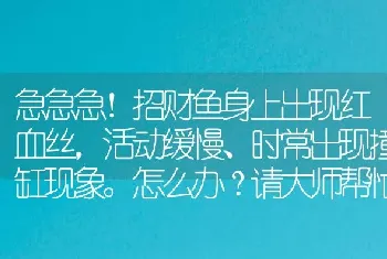 急急急！招财鱼身上出现红血丝，活动缓慢、时常出现撞缸现象。怎么办？请大师帮忙！感谢感谢？