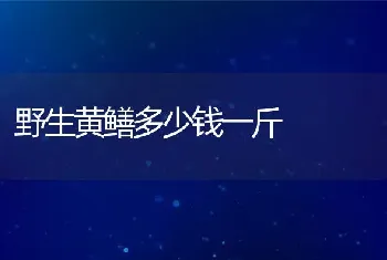 野生黄鳝多少钱一斤