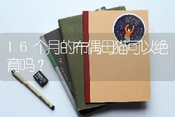 16个月的布偶母猫可以绝育吗？