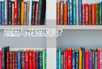 3个月比熊早上起来像疯了一样的跑是怎么回事？