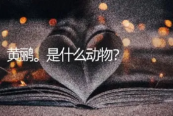 黄鹂。是什么动物？