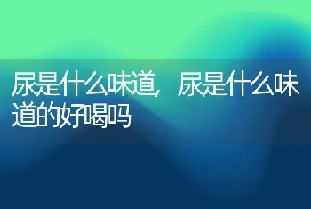 尿是什么味道，尿是什么味道的好喝吗