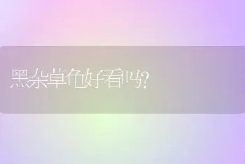 黑杂草龟好看吗？