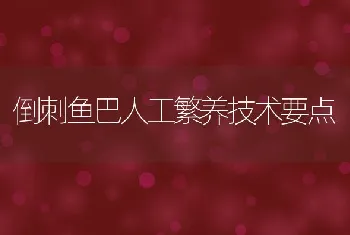 倒刺鱼巴人工繁养技术要点