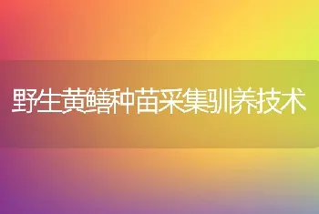 野生黄鳝种苗采集驯养技术